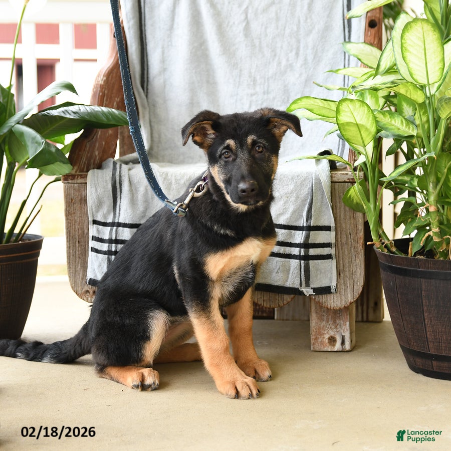 German Shepherd dogs Nora - Ad 2