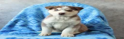 Siberian Husky dogs for sale: Tasha - Ad 3