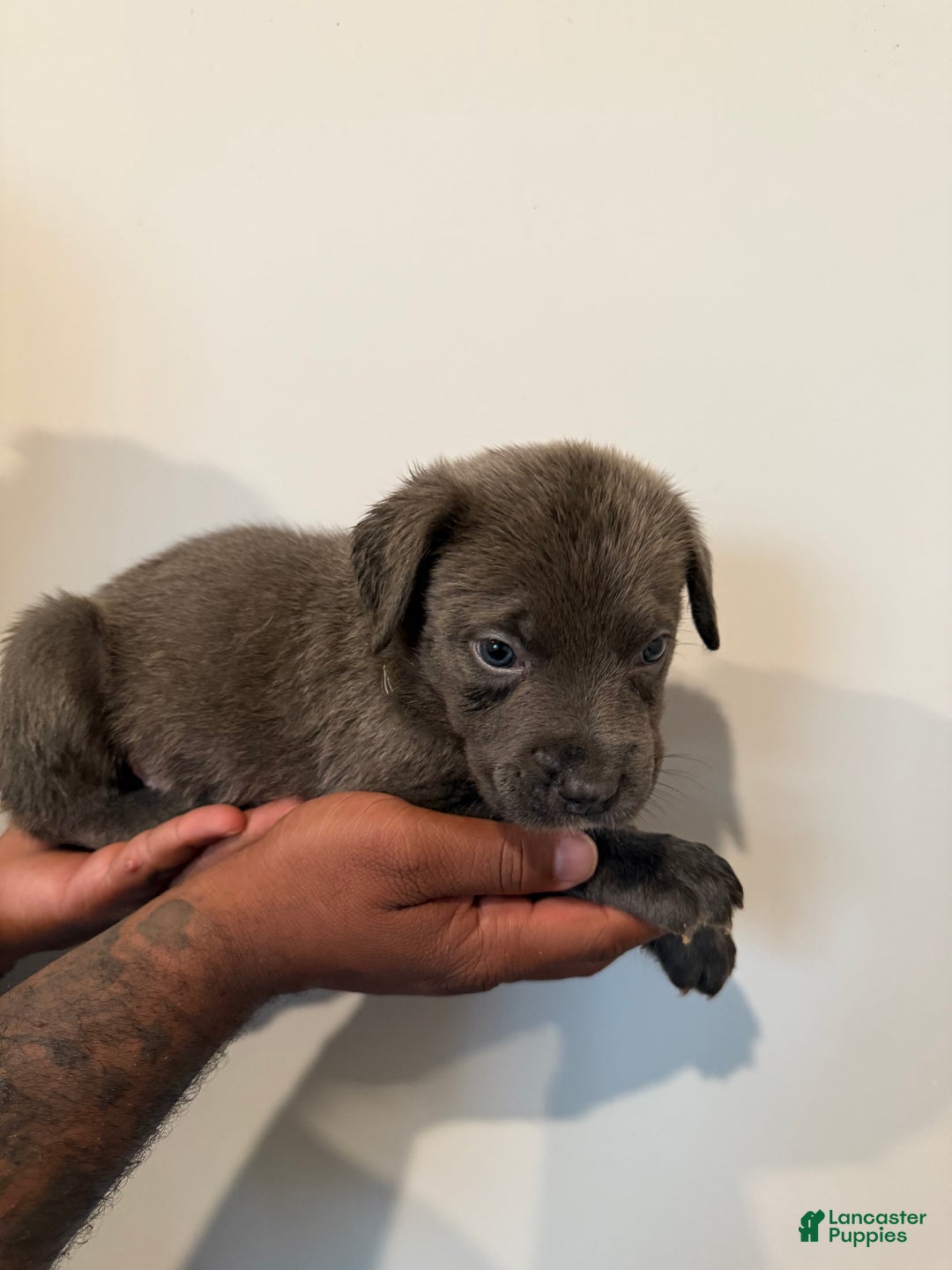 Cane Corso dogs for sale: Thanos - Ad 3