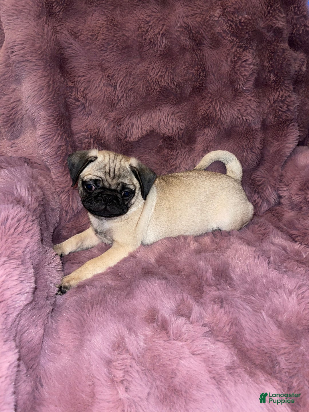 Pug dogs for sale: Oreo - Ad 6