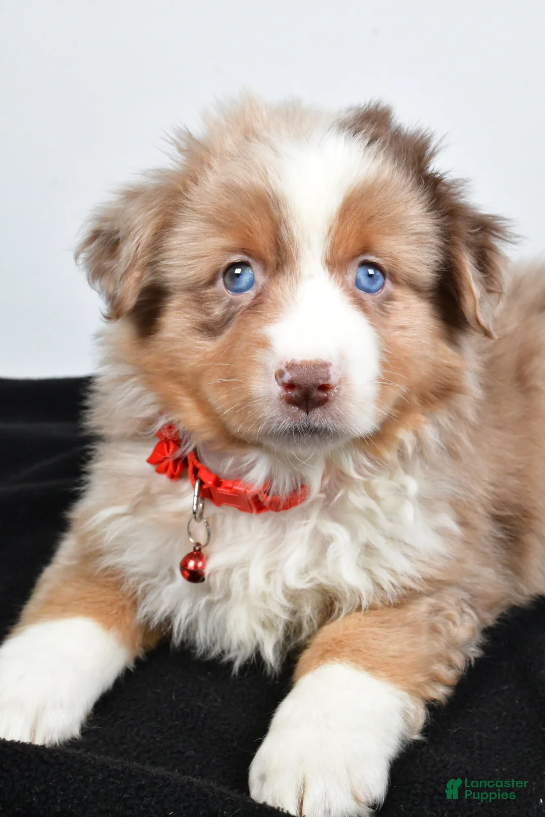 Miniature Australian Shepherd dogs for sale: Ruby - Ad 6