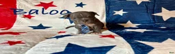 American Bully dogs for sale: Baloo - Ad 2