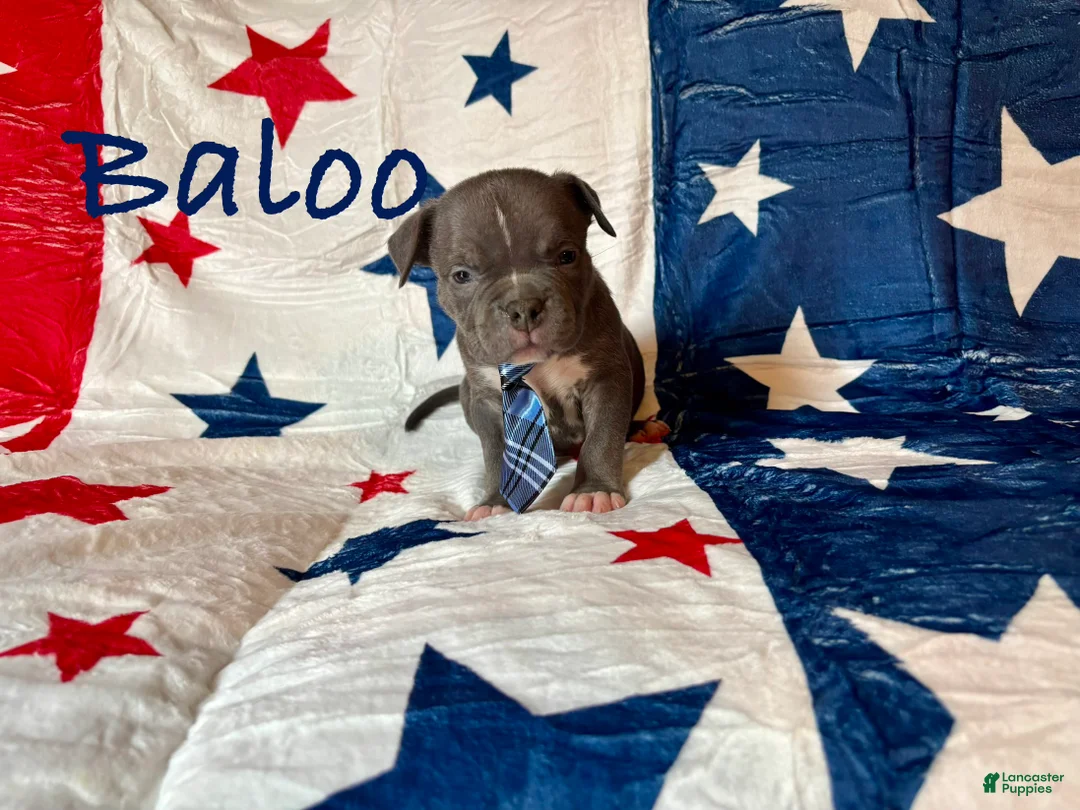American Bully dogs for sale: Baloo - Ad 2