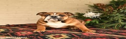 English Bulldog dogs for sale: Melody - Ad 4