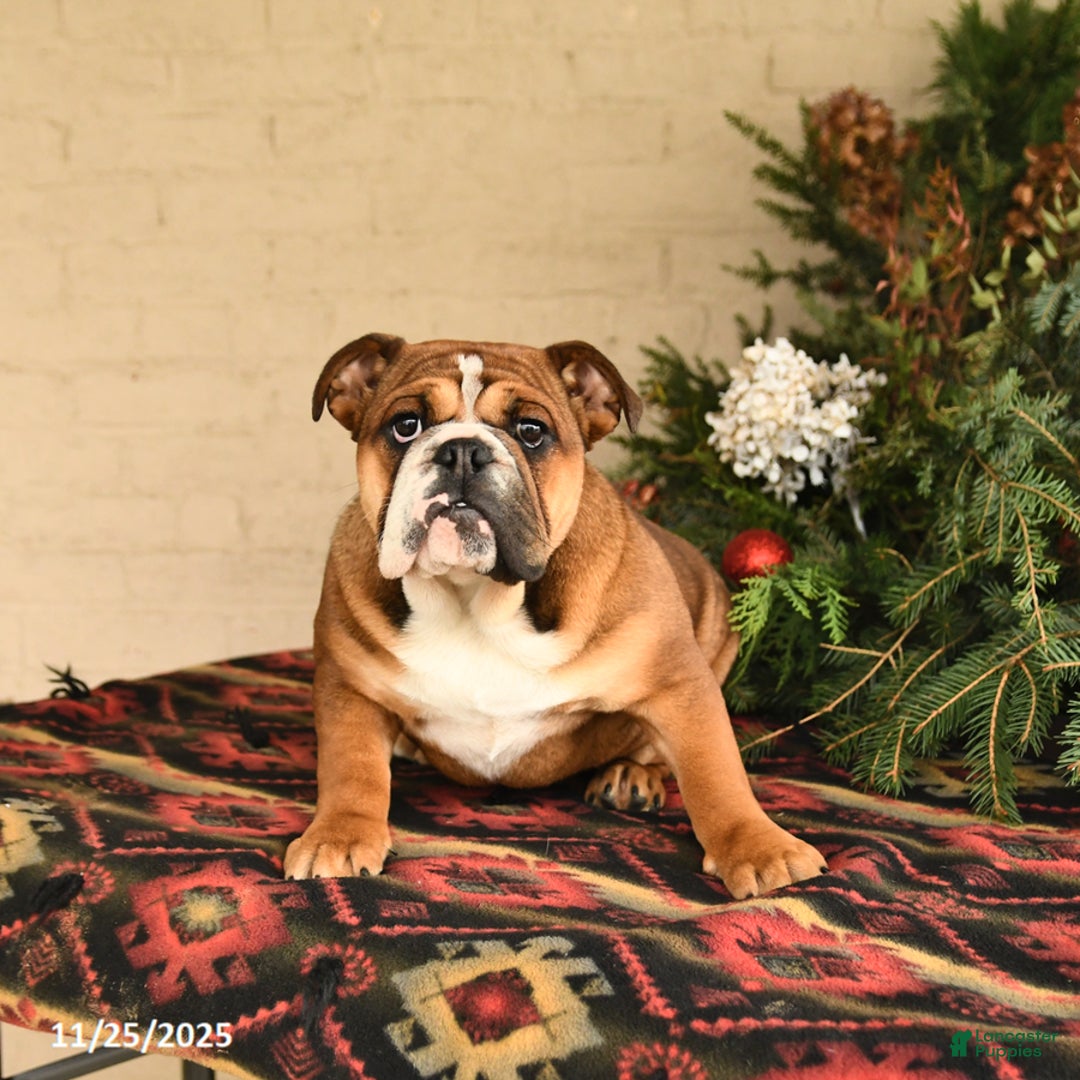 English Bulldog dogs for sale: Melody - Ad 4