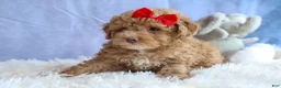 Miniature Poodle dogs for sale: ANDREW - Ad 8