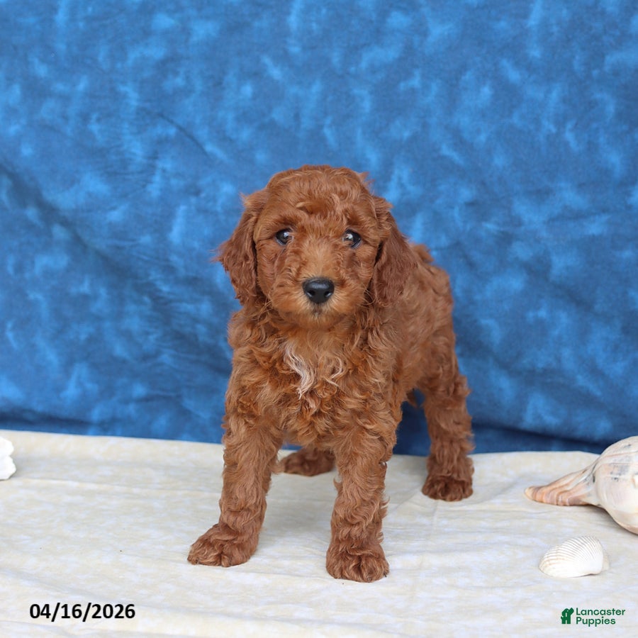 Goldendoodle dogs Clifford - Ad 2