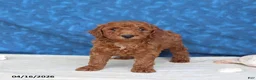 Goldendoodle dogs for sale: Clifford - Ad 2