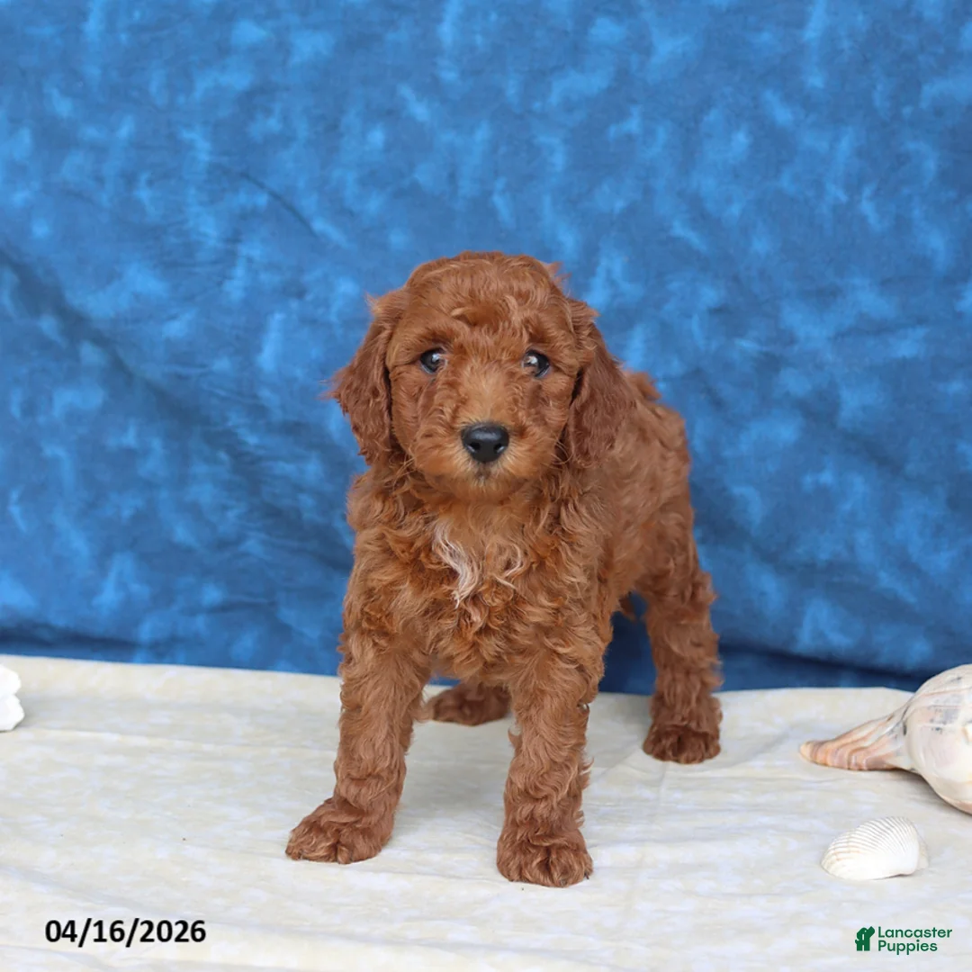Goldendoodle dogs for sale: Clifford - Ad 2
