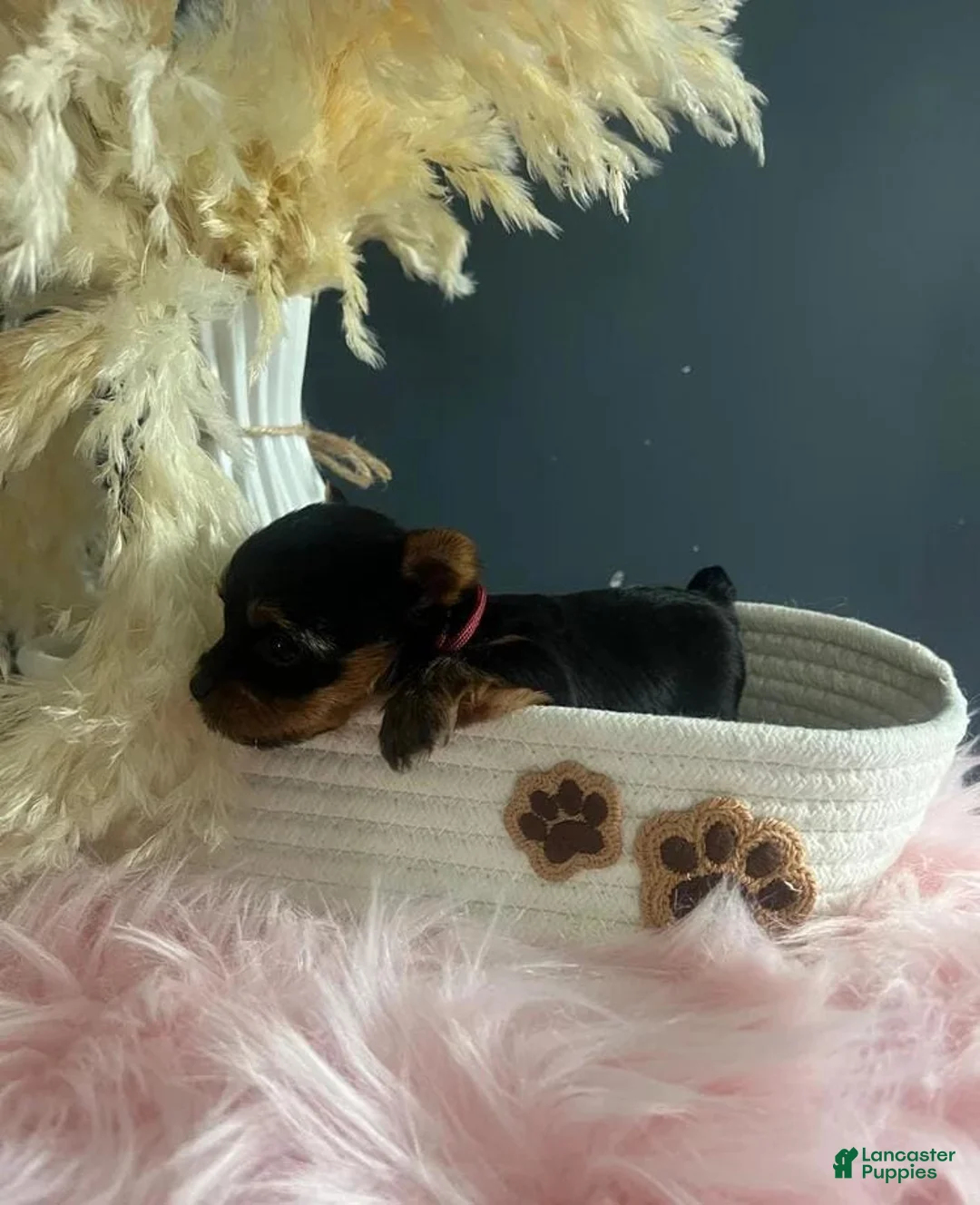 Yorkshire Terrier dogs for sale: Kevin - Ad 13