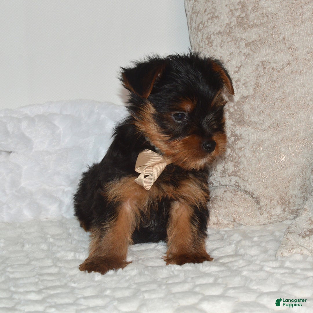 Yorkshire Terrier dogs for sale: Diesel - Ad 3