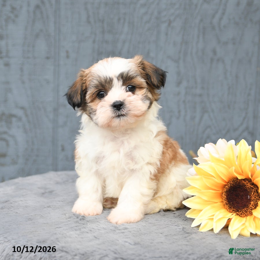 Teddy Bear dogs Candy - Ad 2