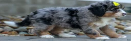 Mini Bernedoodle dogs for sale: 🐾 Peaches 🐾 - Ad 6