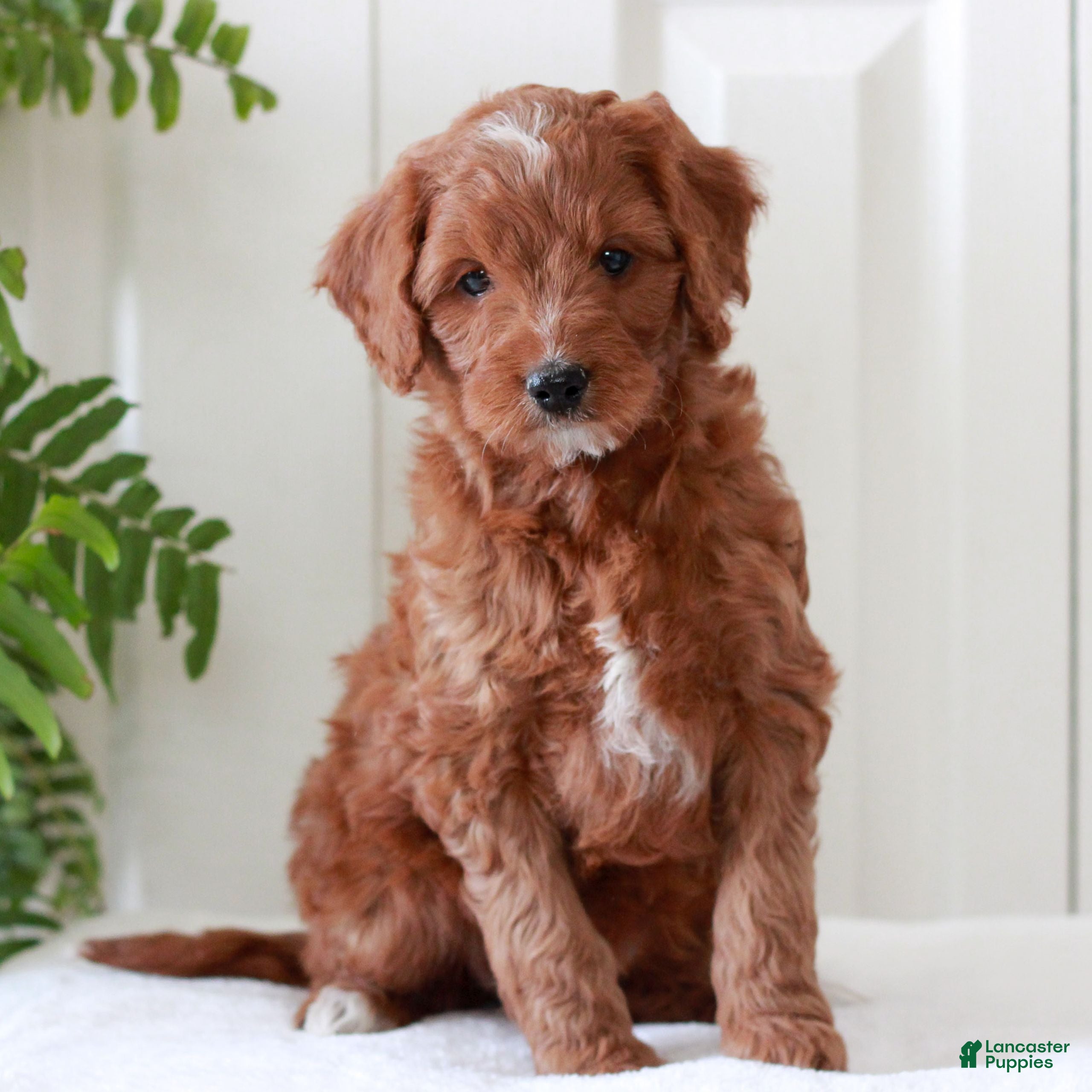 Mini Goldendoodle dogs for sale: Hope  - Ad 1