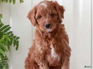 Mini Goldendoodle dogs for sale: Hope - Ad 1