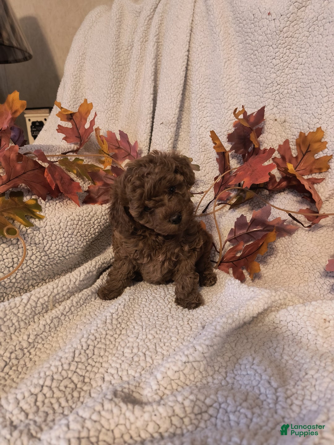 Toy Poodle dogs for sale: Kate - Ad 5