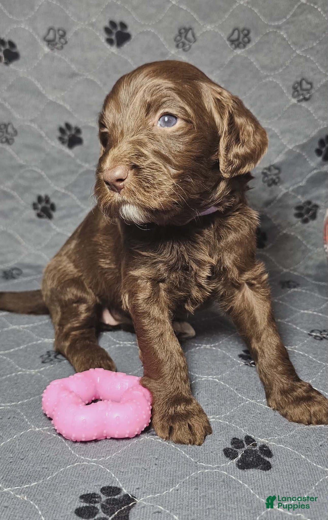 Goldendoodle dogs for sale: Macchiato  - Ad 5