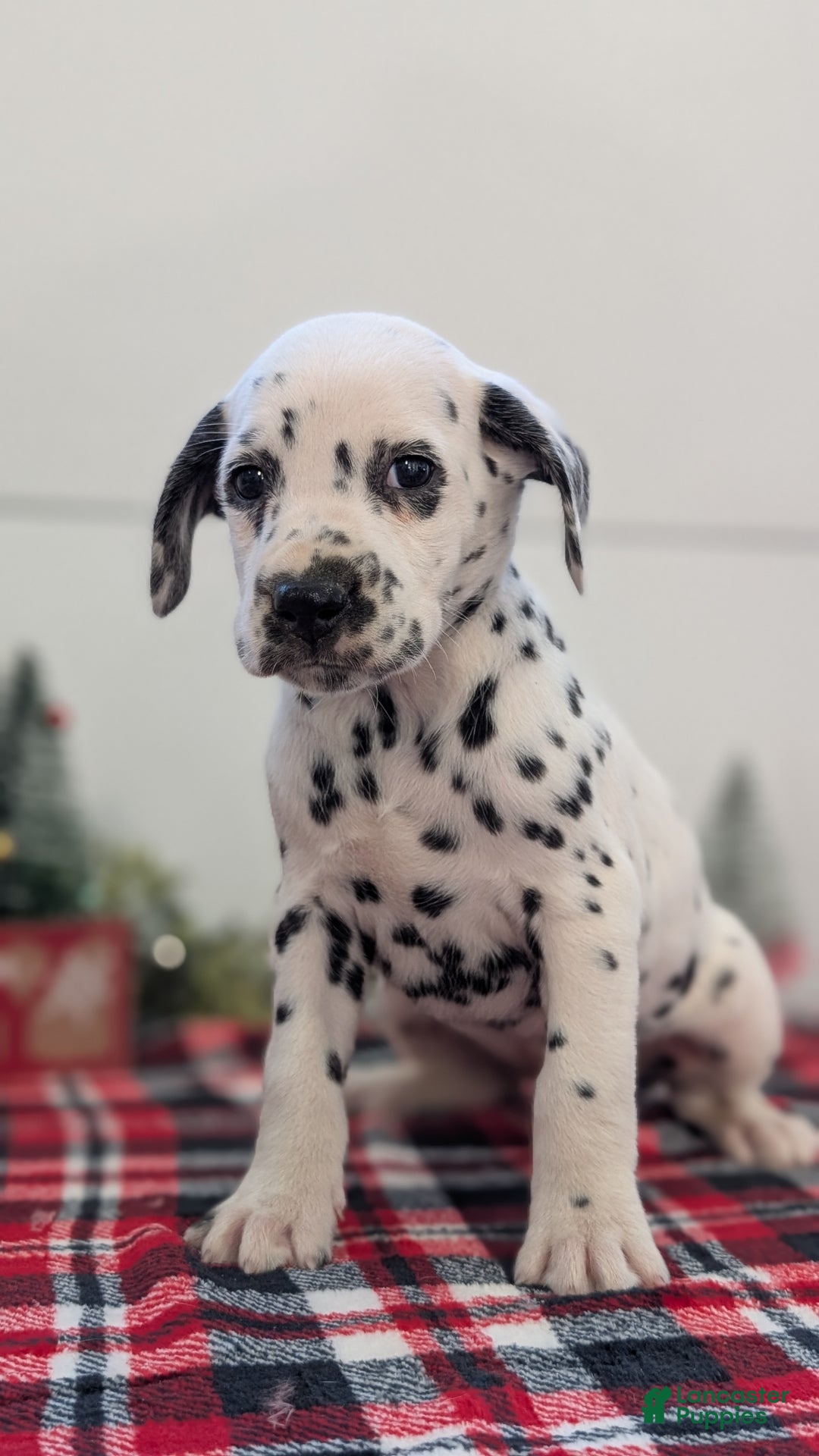 Dalmatian dogs for sale: Sweetie  - Ad 7