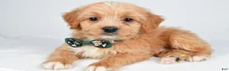 Mixed Breed dogs for sale: Thomas - Ad 7