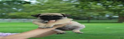 Jug dogs for sale: Taden - Ad 1