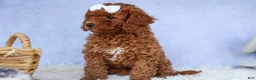 Cavapoo dogs for sale: TASHA - Ad 14