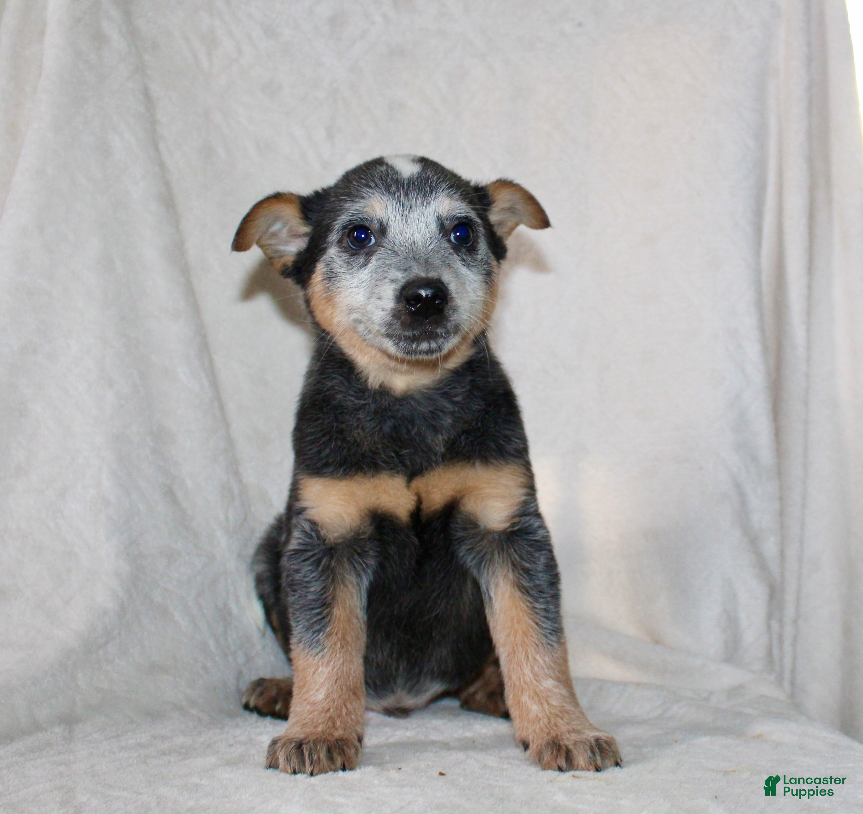 Australian Cattle Dog dogs Derick - Ad 2