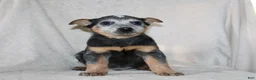 Australian Cattle Dog dogs for sale: Derick - Ad 2