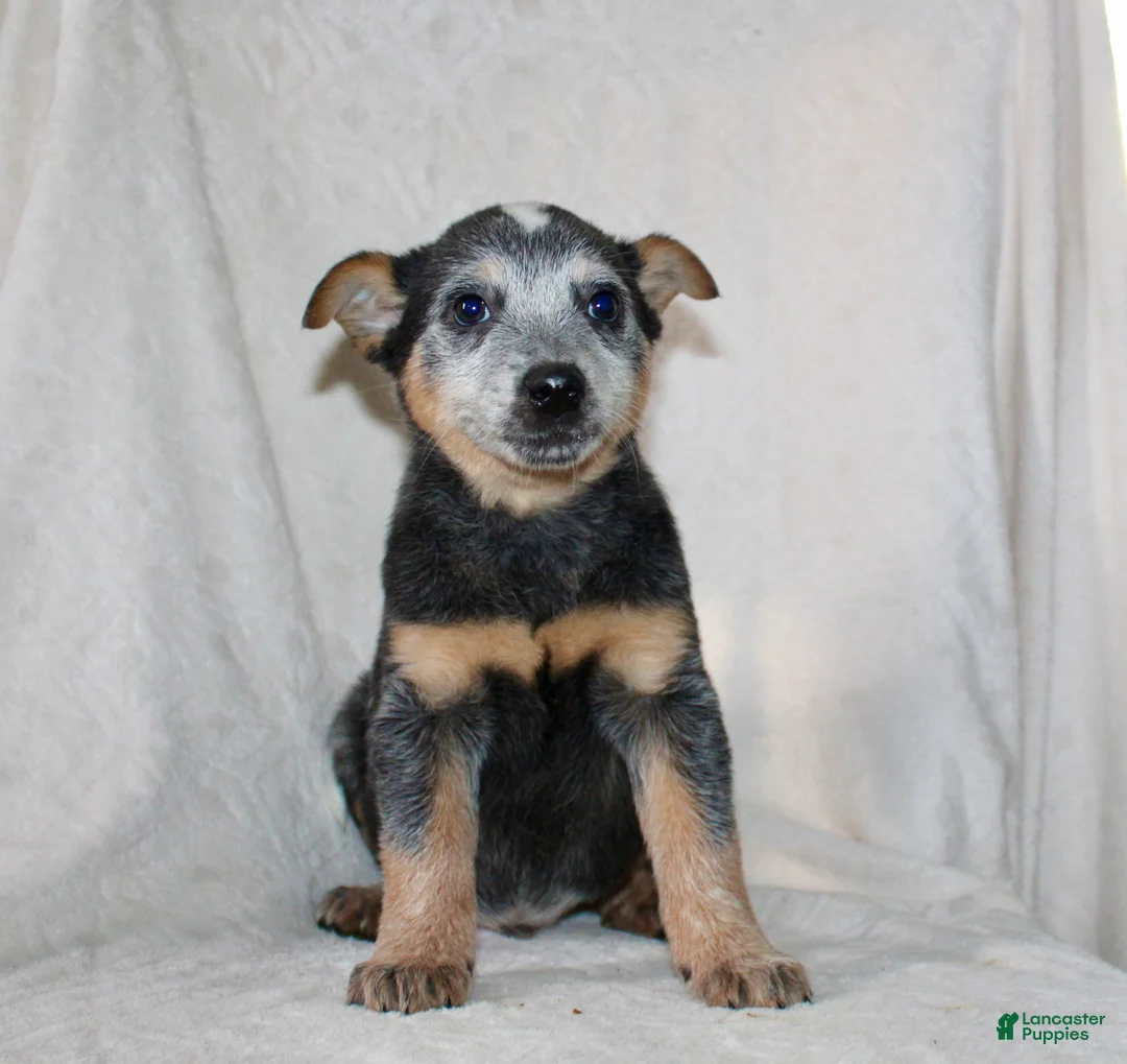 Australian Cattle Dog dogs for sale: Derick - Ad 2