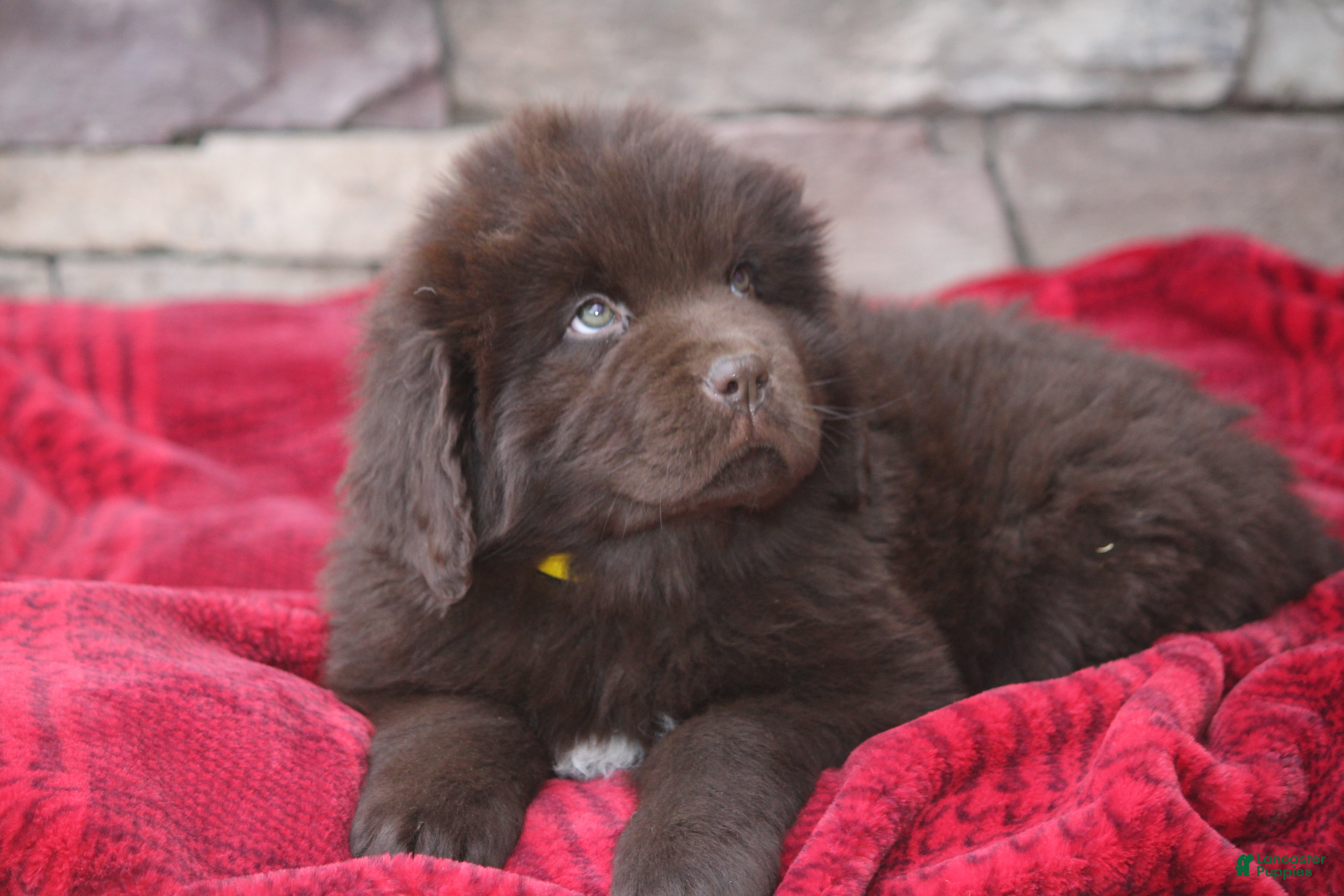 Newfoundland dogs Paisley - Ad 27