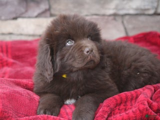 Newfoundland dogs Paisley - Ad 10
