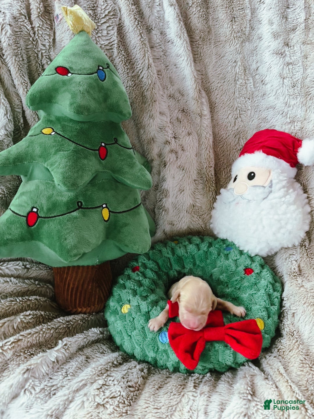 Goldendoodle dogs for sale: Aspen - Ad 8