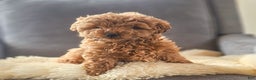 Mini Goldendoodle dogs for sale: Toby - Ad 2