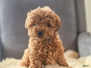 Mini Goldendoodle dogs Toby - Ad 30