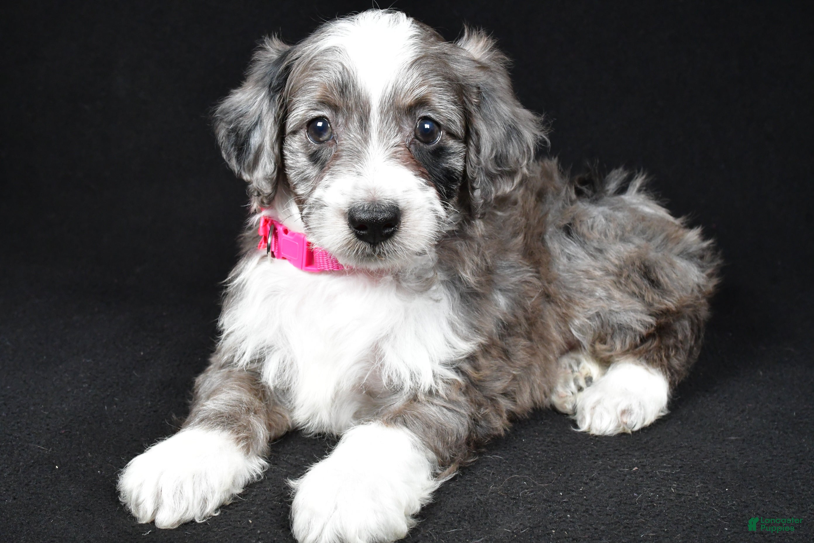 Mini Aussiedoodle dogs Nellie - Ad 1