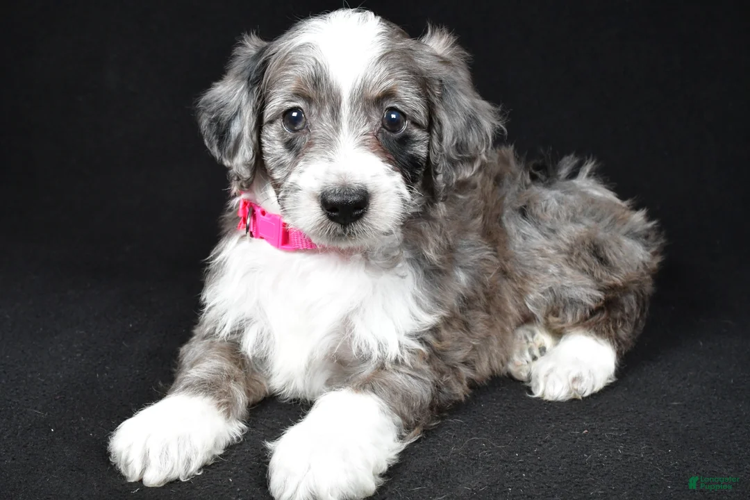 Mini Aussiedoodle dogs for sale: Nellie - Ad 1