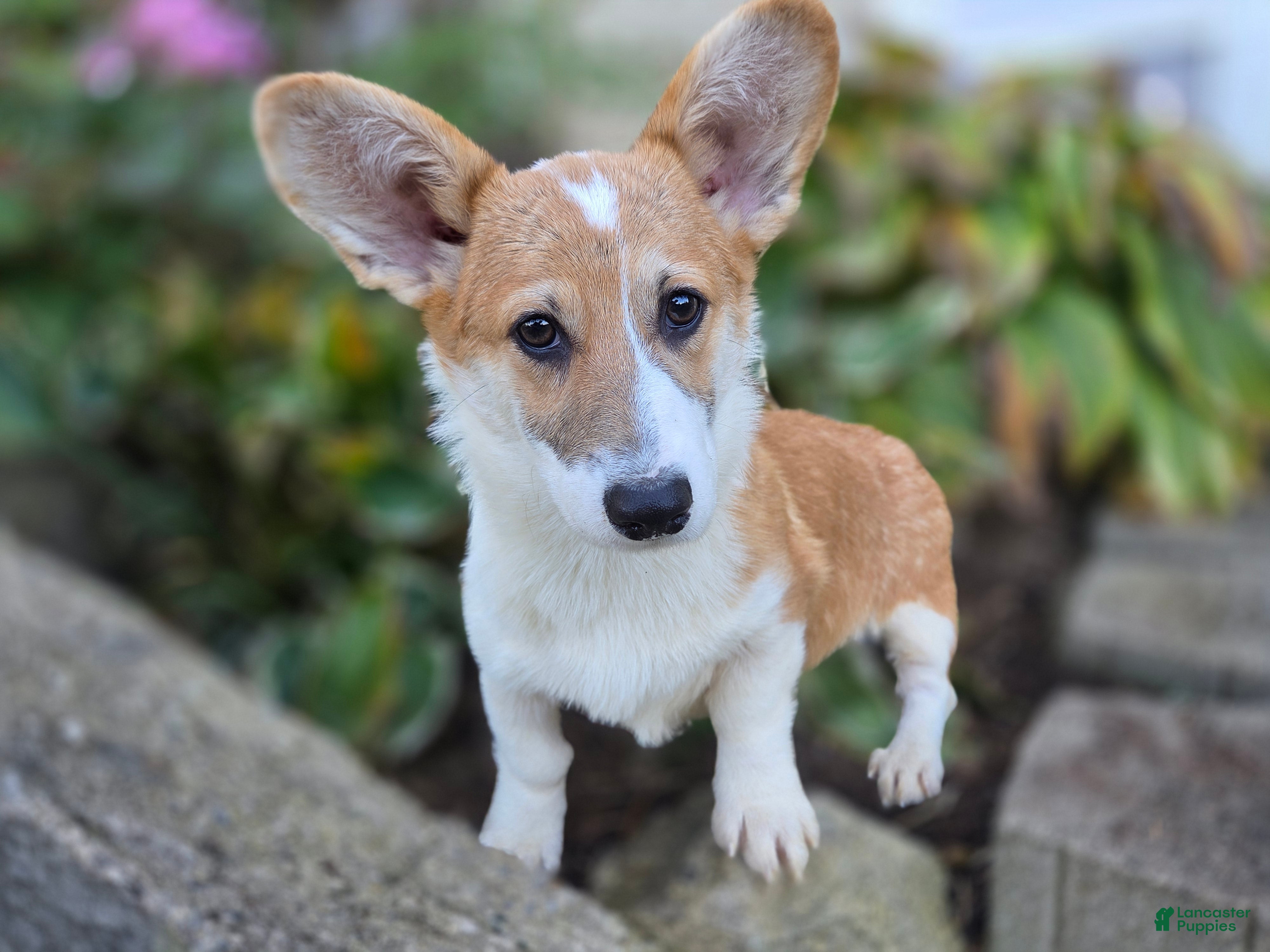 Welsh Corgi Pembroke dogs for sale: Mila Welsh Corgi Pembroke  - Ad 1