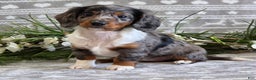 Miniature Dachshund dogs for sale: Daisy - Ad 8