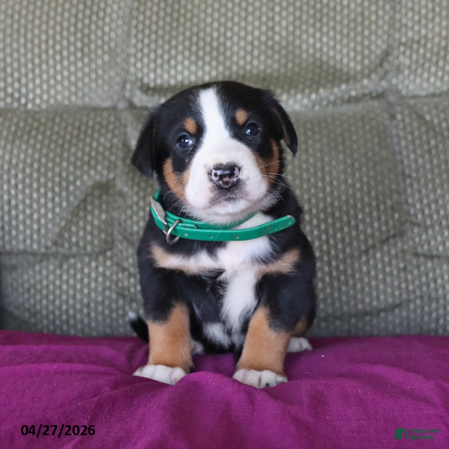 Greater Swiss Mountain Dog dogs Cleo - Ad 2