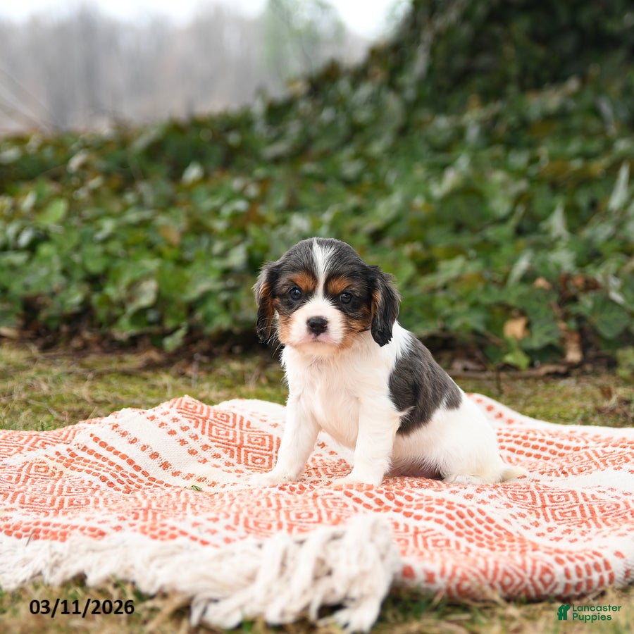Cavalier King Charles Spaniel dogs Checkers - Ad 1