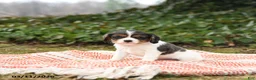 Cavalier King Charles Spaniel dogs for sale: Checkers - Ad 1