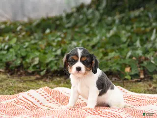 Cavalier King Charles Spaniel dogs for sale: Checkers - Ad 3