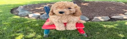 Cockapoo dogs for sale: Muddy  - Ad 4
