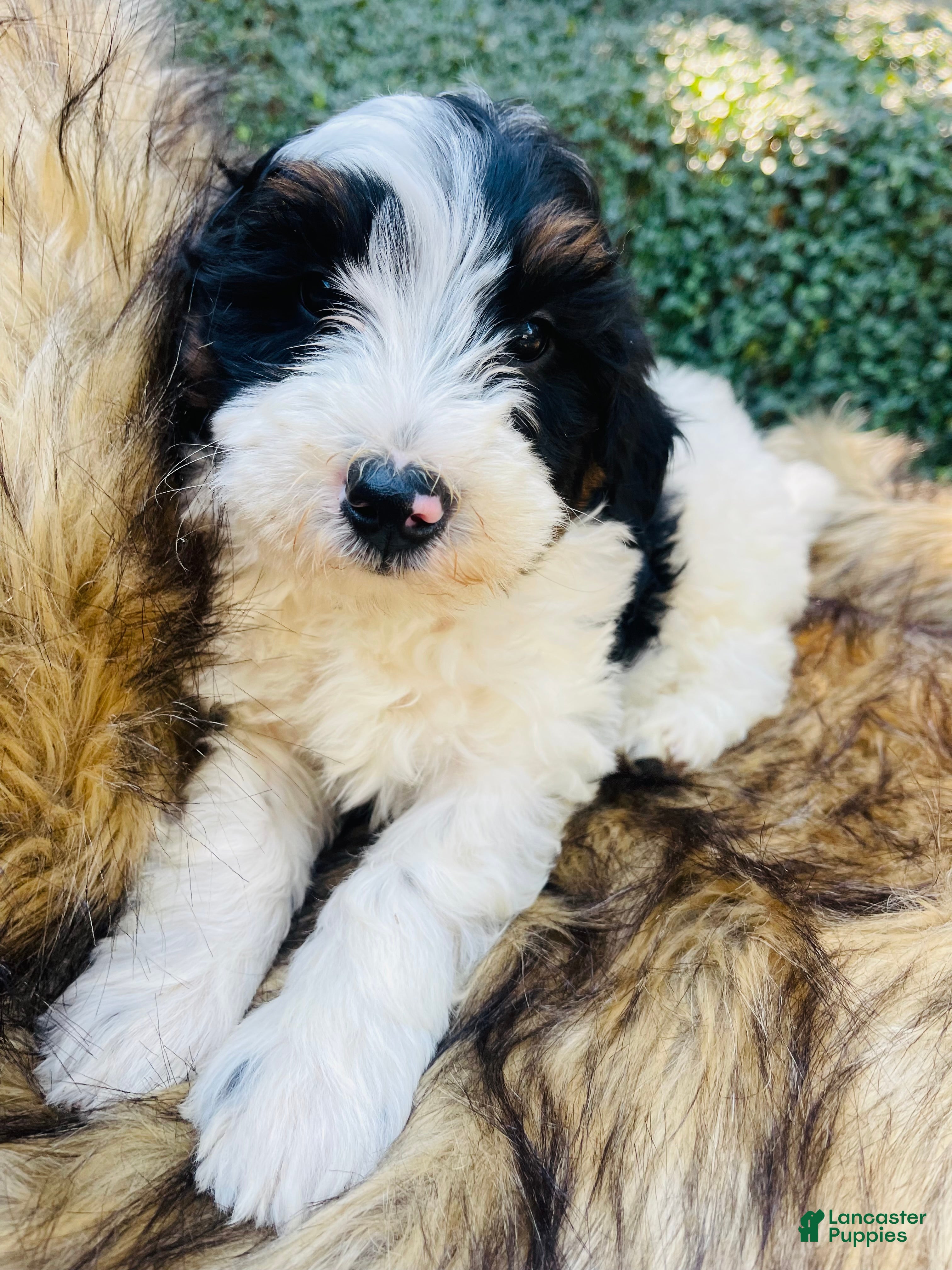 Mini Bernedoodle dogs Mini Bernedoodle “Peep” blk Tri - Ad 37