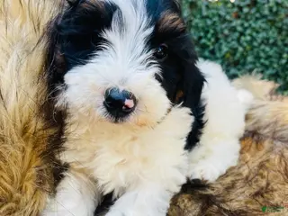 Mini Bernedoodle dogs Mini Bernedoodle “Peep” blk Tri - Ad 17