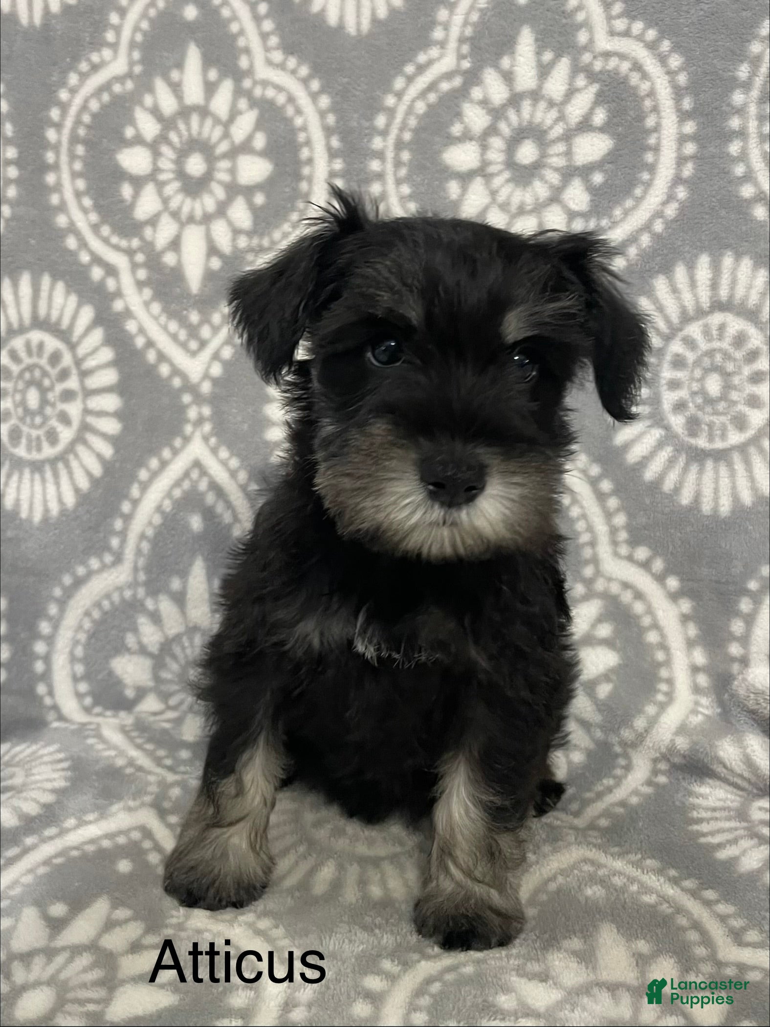Miniature Schnauzer dogs Miniature Schnauzer 2 Atticus - Ad 2