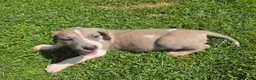 Great Dane dogs for sale: Arya - Ad 3