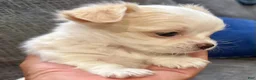 Chihuahua dogs for sale: Ice - Ad 5