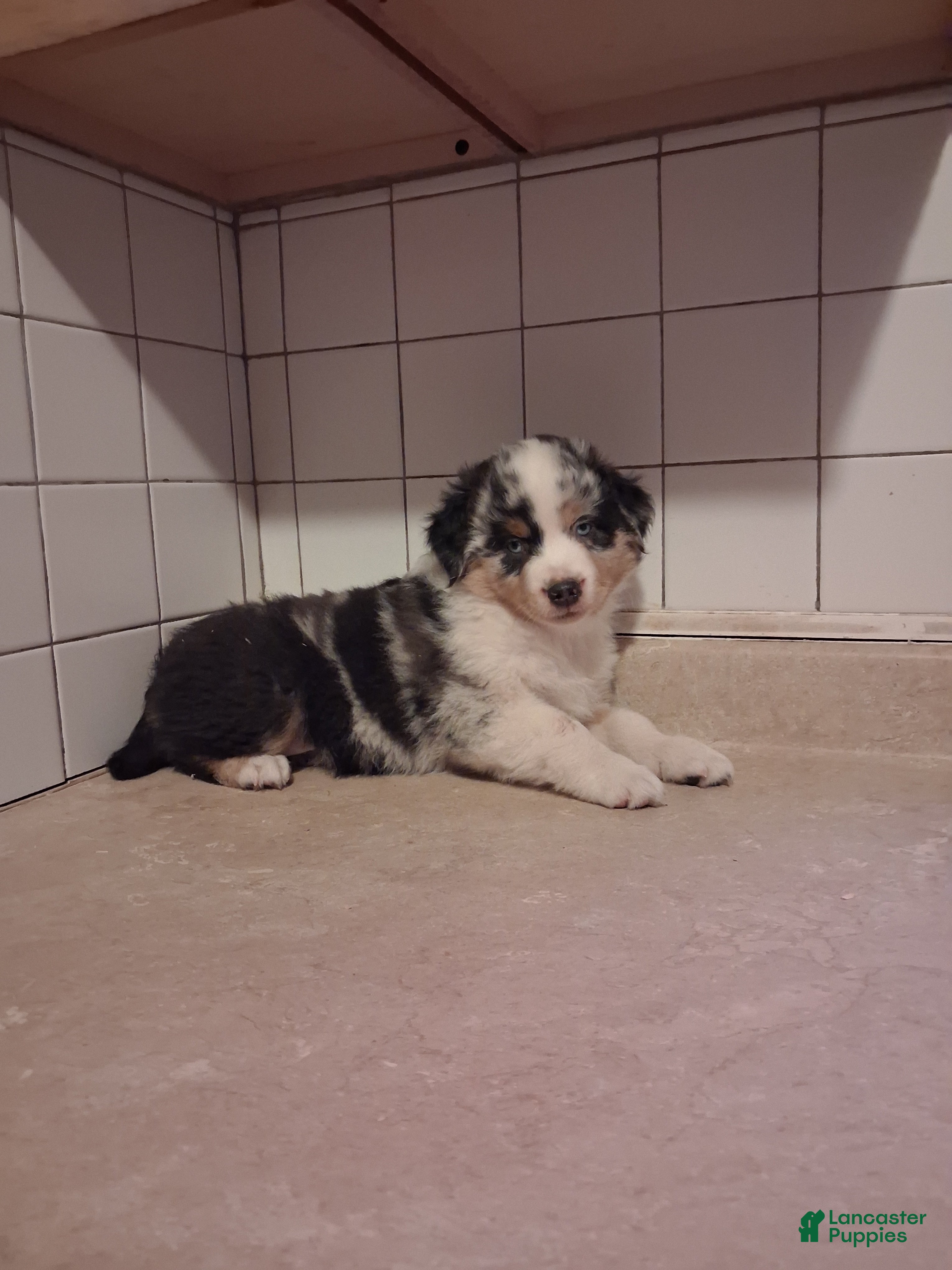 Miniature Australian Shepherd dogs Miniature Australian Shepherd 2 - Ad 1