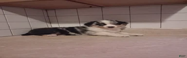 Miniature Australian Shepherd 2