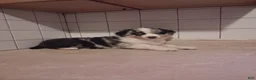 Miniature Australian Shepherd dogs for sale: Miniature Australian Shepherd 2 - Ad 1